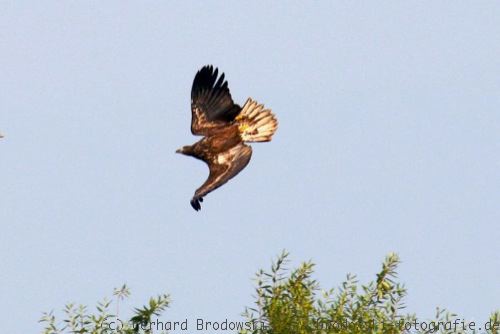 Seeadler greift an