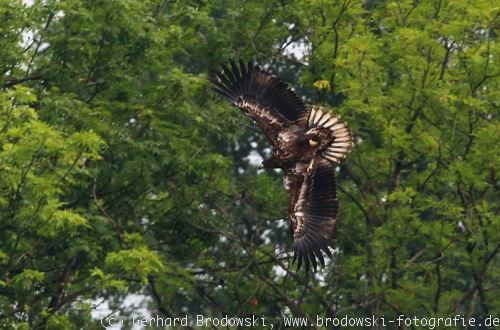 Seeadler greift an