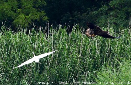 Seeadler greift Silberreiher an