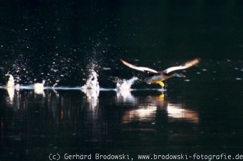 Haubentaucher flüchtet vor dem Adler