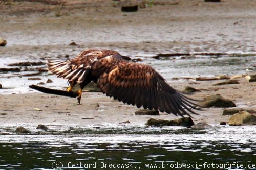 Seeadler mit Stock