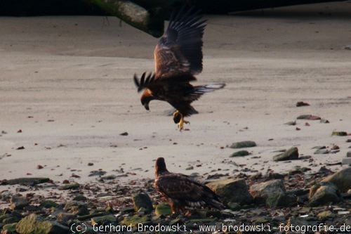 Seeadler mit Stein