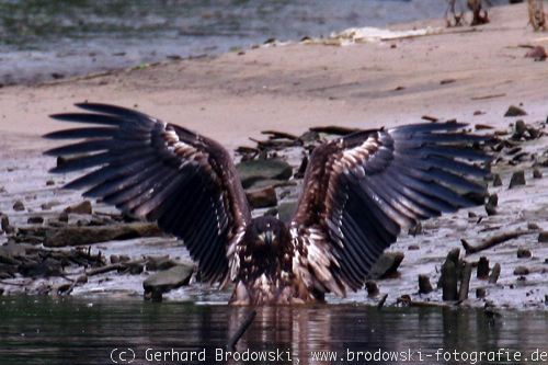 Seeadler mit nassem Gefieder