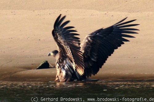 Seeadler mit nassem Gefieder