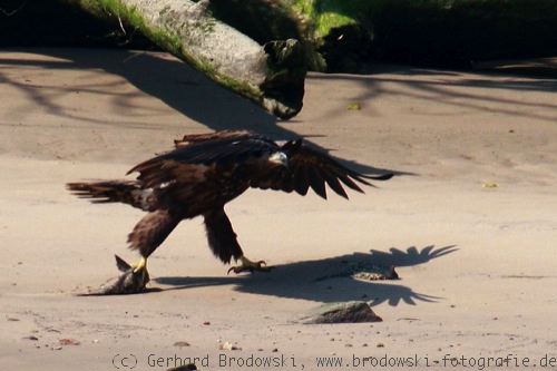 Seeadler mit Fisch