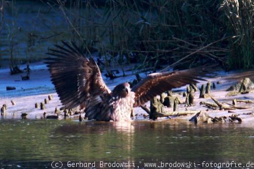 Seeadler mit nassem Gefieder