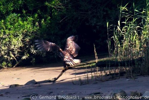 Seeadler übt greifen