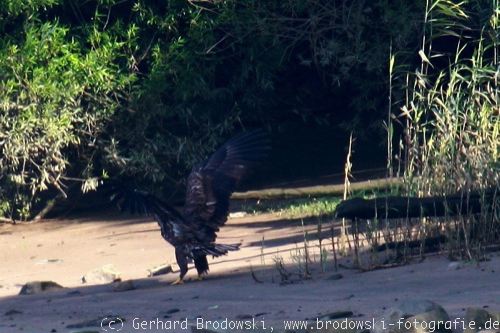 Seeadler übt greifen