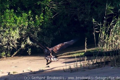 Seeadler übt greifen