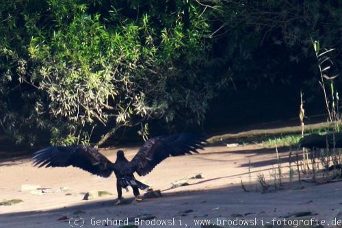 Seeadler übt greifen