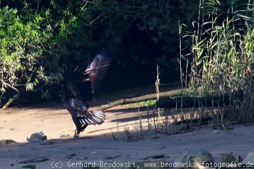 Seeadler übt greifen