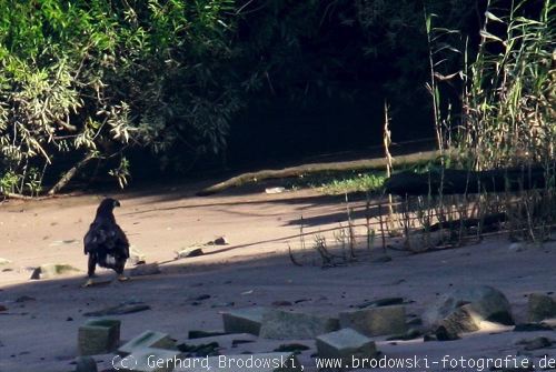 Seeadler übt greifen