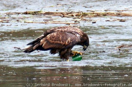 Adler mit Glasscherbe