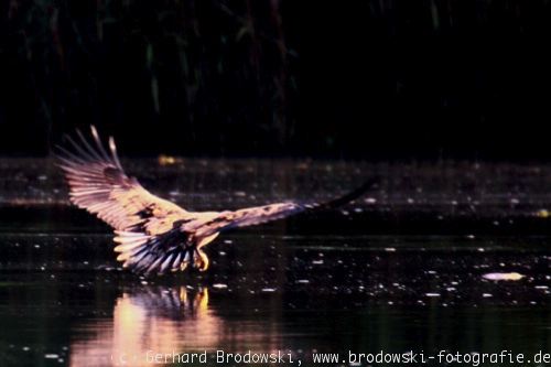 Seeadler beim Greifen