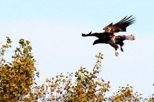 Seeadler übt greifen