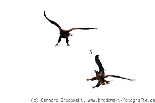 Seeadler lernen greifen