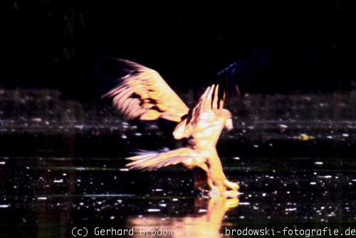 Seeadler beim Greifen