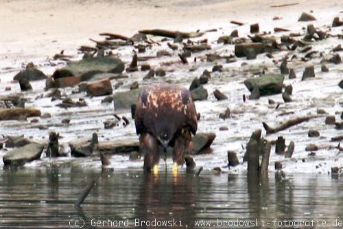 Seeadler mit Angelschnur