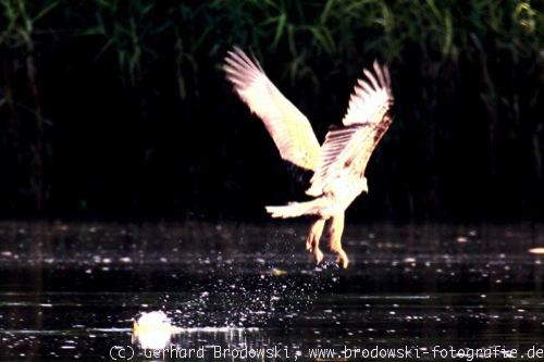 Seeadler beim Greifen