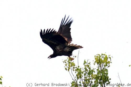 Seeadler greift zu