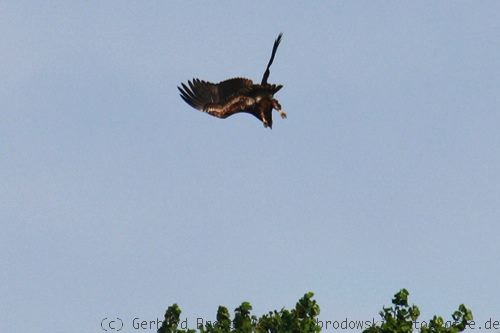 Adler schießt in die Baumkrone