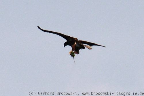 Adler mit abgerissenem Zweig