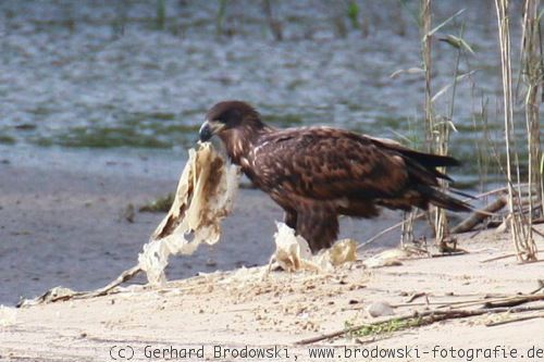 Seeadler mit Plastik