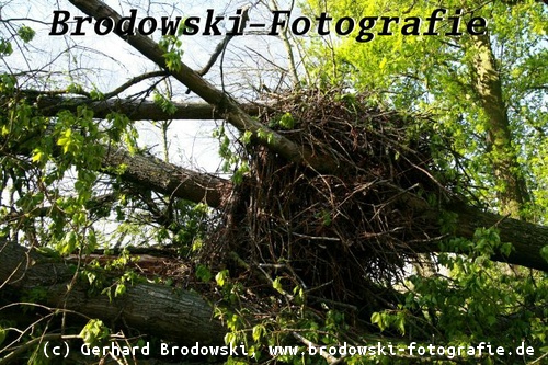 Umgestürzter Baum mit Seeadlerhorst