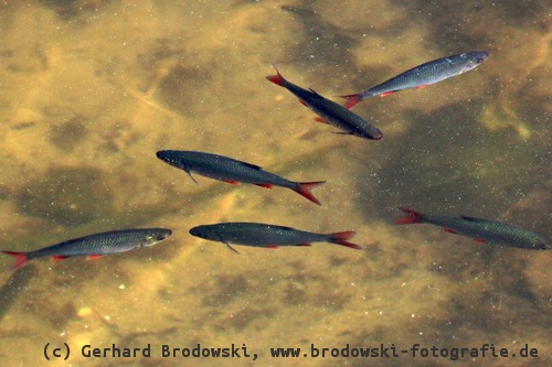 Fische: Nahrung vom Seidenreiher
