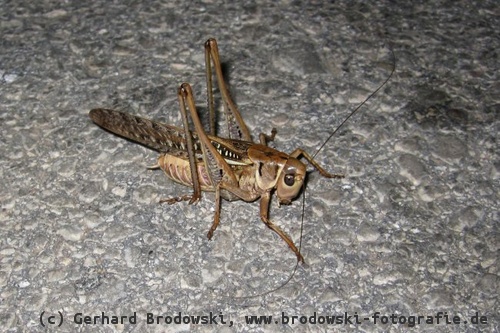 Insekt: Nahrung vom Seidenreiher
