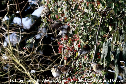 Singdrosseln fressen im Winter Beeren