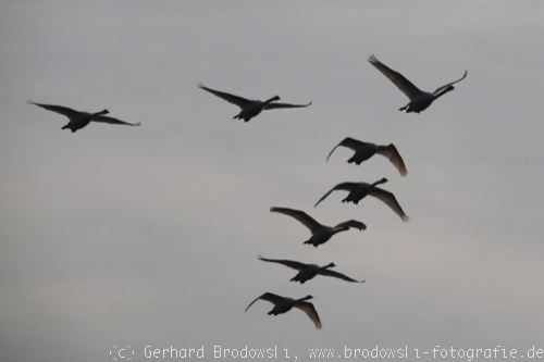 Zugvögel: Singschwäne auf dem Vogelzug
