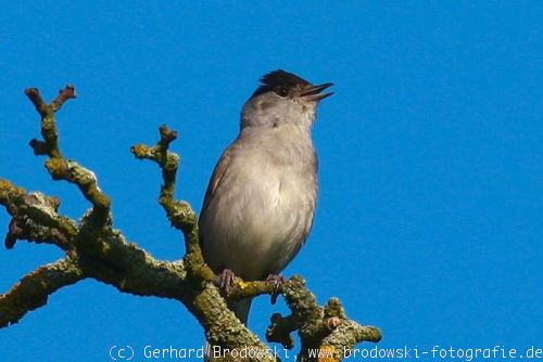 # GLANZBILDER # Krüger 171-301 Vögel wie 98-149 sehr selten ! Singvögel 