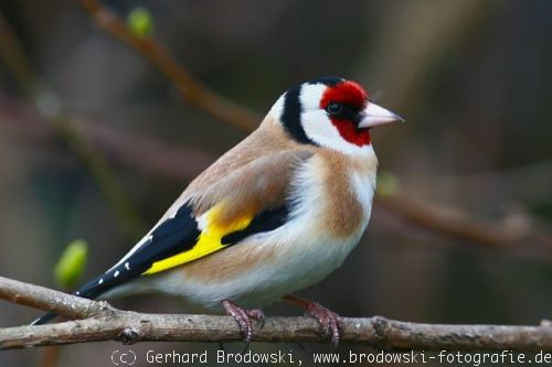 Einheimische singvögel