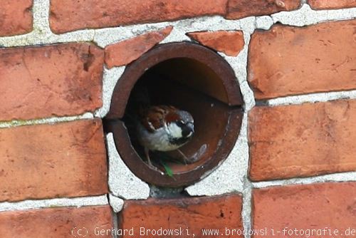 Bild vom Aussehen: Singvogel - Haussperling