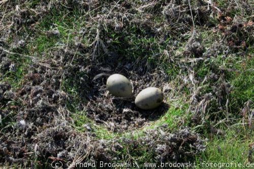 Eier vom Skua im Nest bestimmen