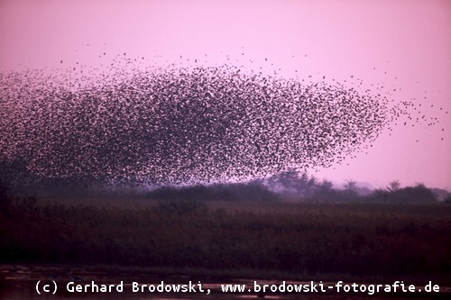 Schwarm Vögel sammeln sich zum Vogelzug