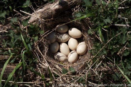 Lebensraum: Stockenten Nest mit Eier bestimmen
