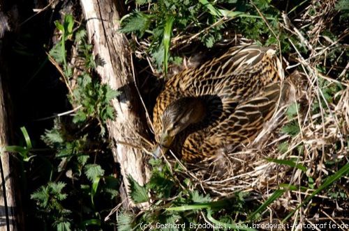 Lebensraum: Stockente im Nest erkennen