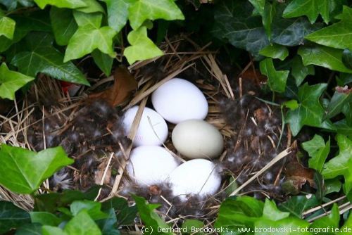 Stockenten Nest mit vier Hühnereiern