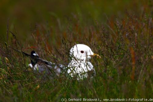 Foto: Sturmmöwe auf dem Nest erkennen