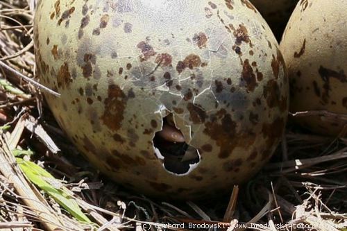 Foto: Junge Sturmmöwen noch im Ei