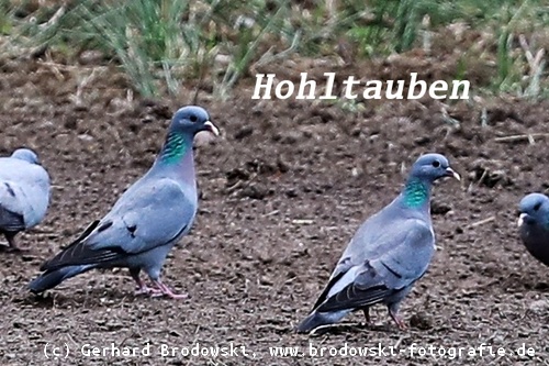Tauben Steckbriefe Nahrung Grosse Alter Brutzeit Bilder Referate