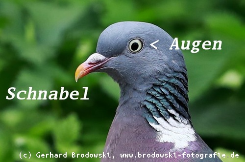 Alles Uber Tauben Taubenarten Bestimmen Nahrung Alter Nest Bilder