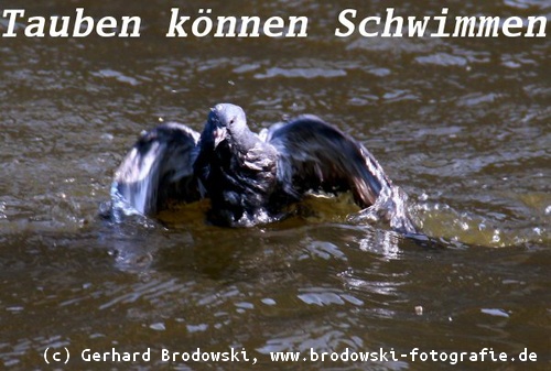 Alles Uber Tauben Taubenarten Bestimmen Nahrung Alter Nest Bilder