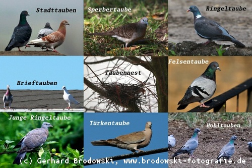 Alles ber Tauben Taubenarten Bestimmen Nahrung Alter Nest Bilder Alles ber Tauben Taubenarten Bestimmen Nahrung Alter Nest Bilder
