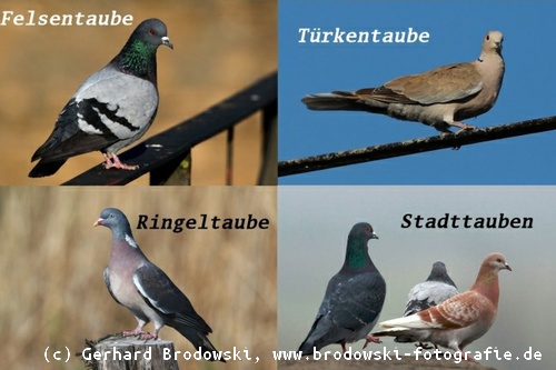 Alles ber Tauben Taubenarten Bestimmen Nahrung Alter Nest Bilder Alles ber Tauben Taubenarten Bestimmen Nahrung Alter Nest Bilder