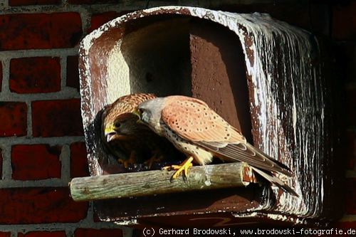 Turmfalken (Falco tinnunculus) beim Jiepen