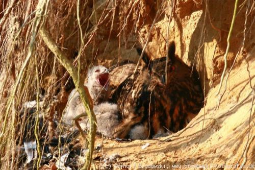 Bodenbrüter: Uhu im Nest mit jungen Uhus