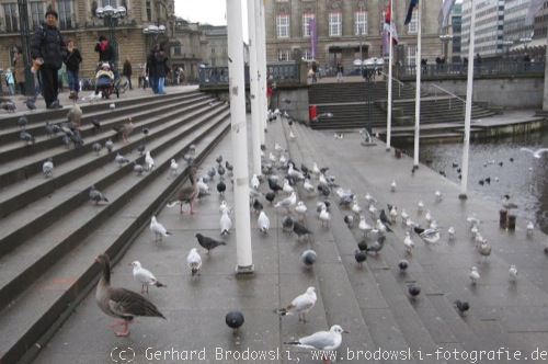 Verhalten von Vögeln in Hamburg